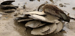 Multiple leaf oysters sitting in the sediment on the edge of a waterway
