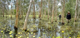 Trees sitting in water in a tropical wetland environment