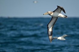 Flying bird