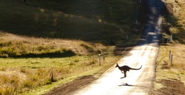 Kangaroo bouncing across country road