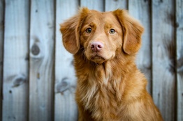 A dog looking at the camera