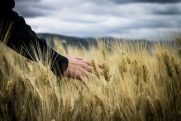A hand moving through a wheat field