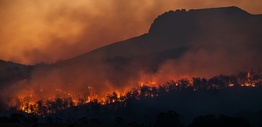 Bush fire