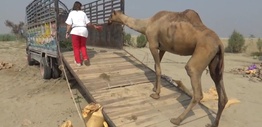 A camel walking on a ramp into a truck following a person