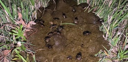 Dung beetles crawling across cow manure in a paddock