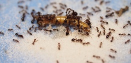 Ants attacking an insect