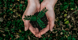 Two hands holding a plant and some soil
