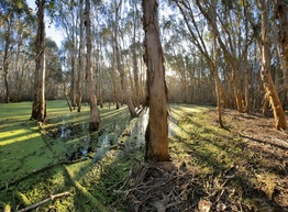 Melaleuca tree in wetland