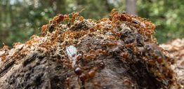 Red coloured ants climbing on a mound of soil