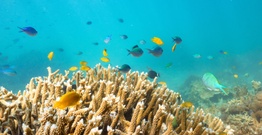 Underwater marine life fish yellow coral