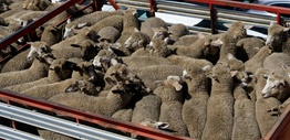 Aerial view of sheep tightly packed in a truck
