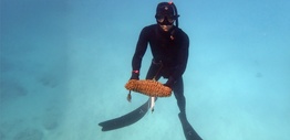 A scuba diver holding an orange coloured sea cucumber