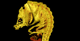 A CT scan of _Australyichthys aegis. Graham Short, CC BY-NC