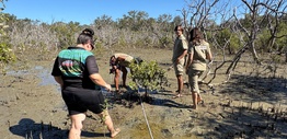 People laying a transect survey in a mangrove estuary as part of a scientific study