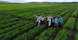 Drone shot of people standing in rice field