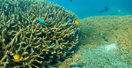 underwater image of coral and fish
