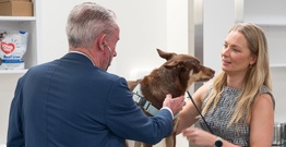 Man and woman using stethoscope on dog