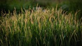 rice field