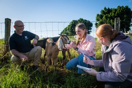 Students in a field studying Vet Med