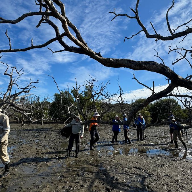 Dead mangroves