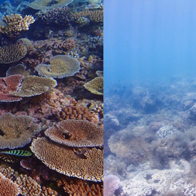 Pristine coral and eutropohied coral composite GBR_credit Ashly McMahon