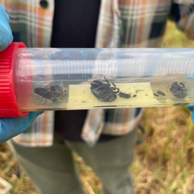 Beetles in a specimen jar
