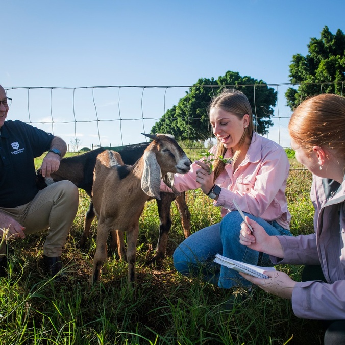 Students in a field studying Vet Med