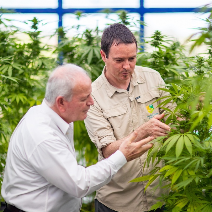 Two men examine a hemp plant in a hothouse