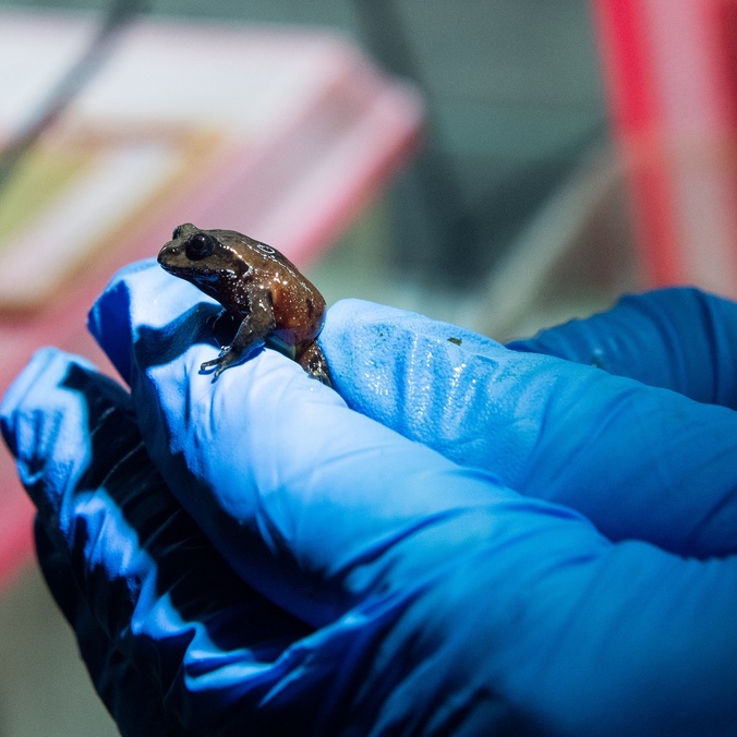 A blue gloved hand holds a tiny frog