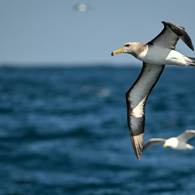 Flying bird