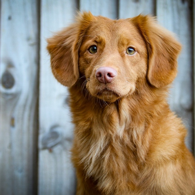 A dog looking at the camera