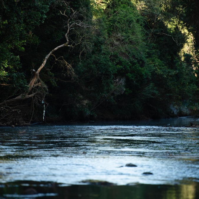 Image of river with greenery