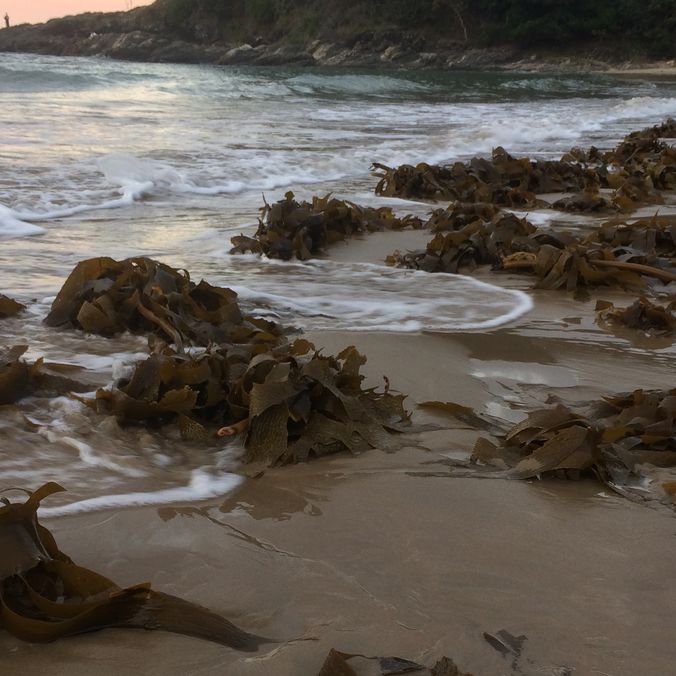 Seaweed kelp on beach_credit Reina Veenhof