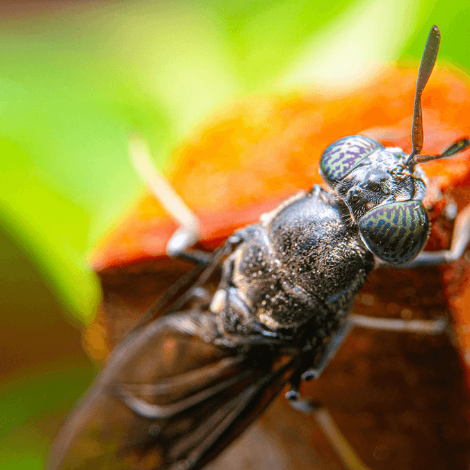 A black soldier fly up close on a plant