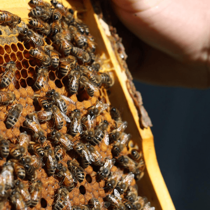 Bees on honeycomb