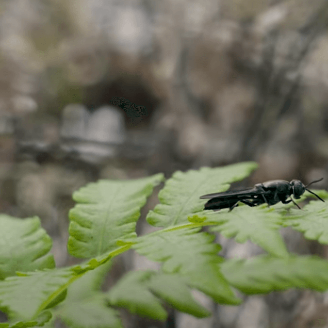 A fly on a plant leaf