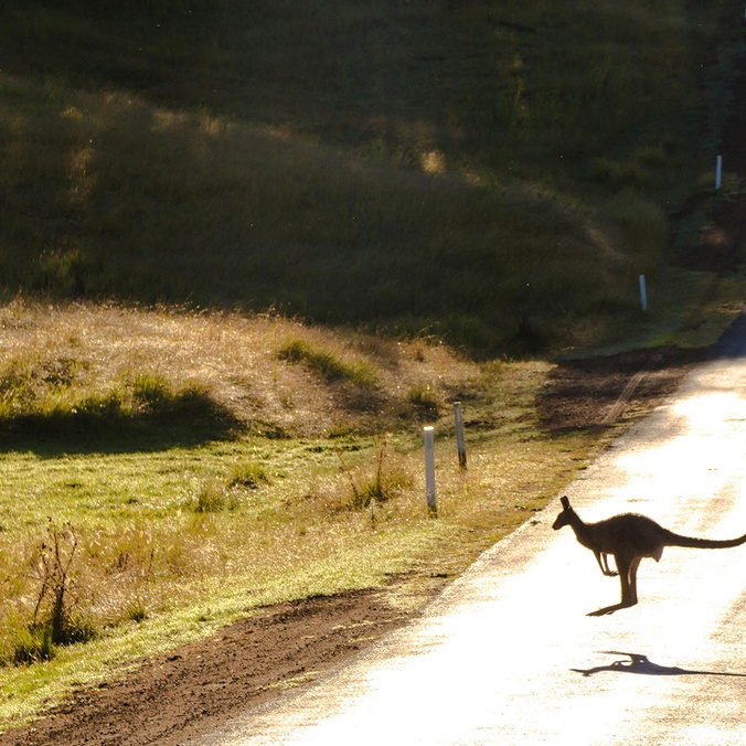Kangaroo bouncing across country road