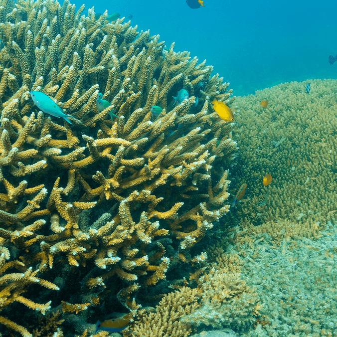 underwater image of coral and fish