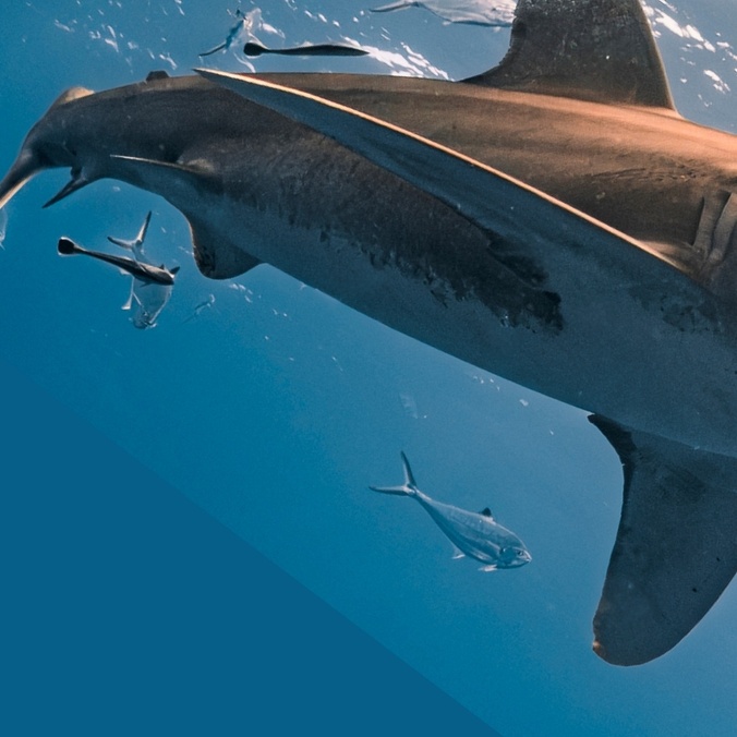 Shark swimming underwater