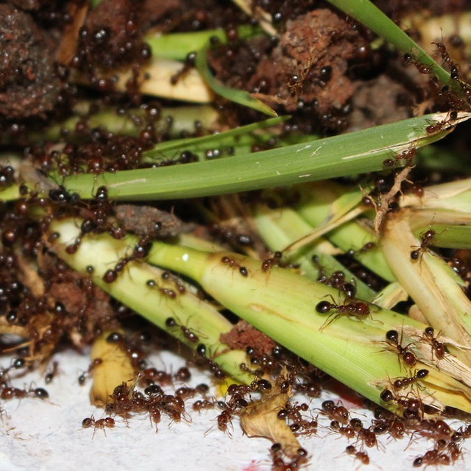 Fire ants eating crops