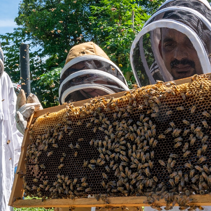 Dressed in protective suits, beekeepers inspecting hives with bees and honey