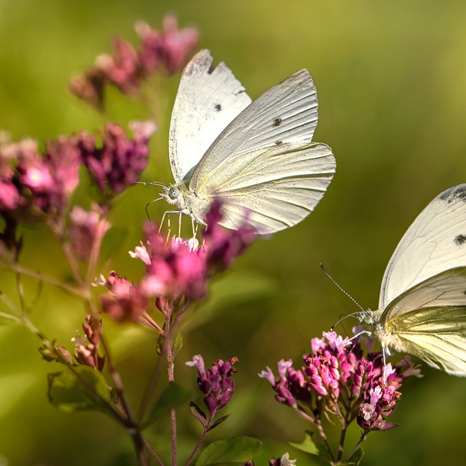 Cabbage white butterfly_credit Erik Karits on Pexels