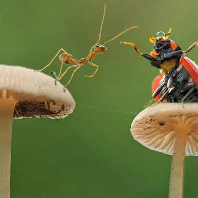 Insects on mushrooms_credit Macro Photography on Pexels