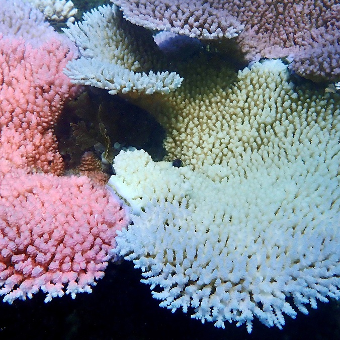 Various degrees of bleaching in corals next to each other at Lizard Island on Great Barrier Reef