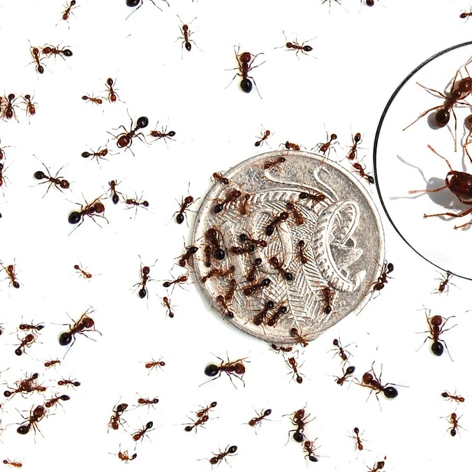 Various sizes of fire ants on 10 cent coin_credit National Fire Ant Eradication Program