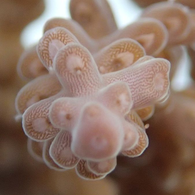 Close up of a pink branching corals
