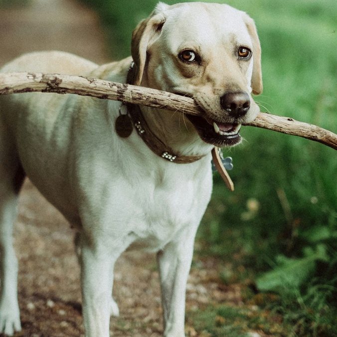 Short coated dog biting stick