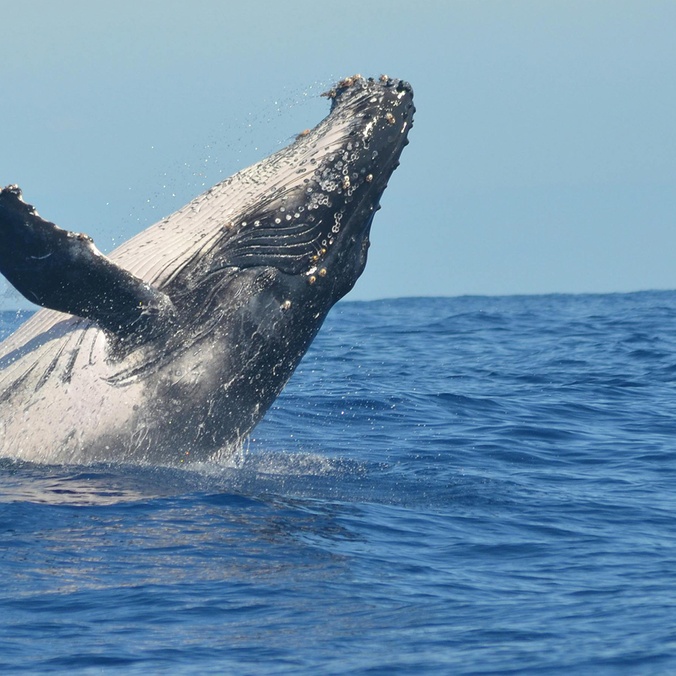 Humpback Whale Jumping out of Water
