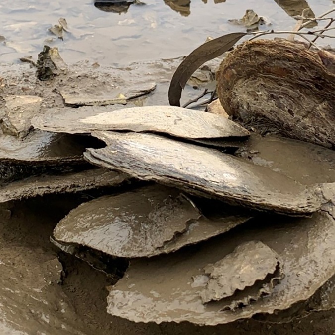 Multiple leaf oysters sitting in the sediment on the edge of a waterway