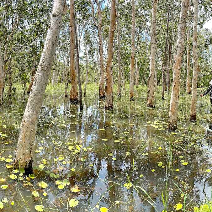 Trees sitting in water in a tropical wetland environment